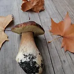 Alpstuga La Palombiere *