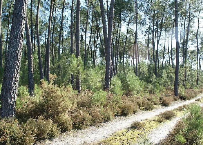 La Palombiere Chalé Saint-Symphorien (Gironde)